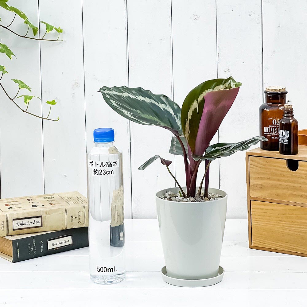 PLANCHU 観葉植物 カラテア メダリオン 4号鉢 受け皿付き 育て方説明書付き Calathea ‘Medallion’