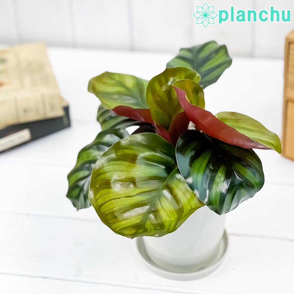 PLANCHU 観葉植物 カラテア ファシアータ 4号鉢 受け皿付き 育て方説明書付き Calathea fasciata