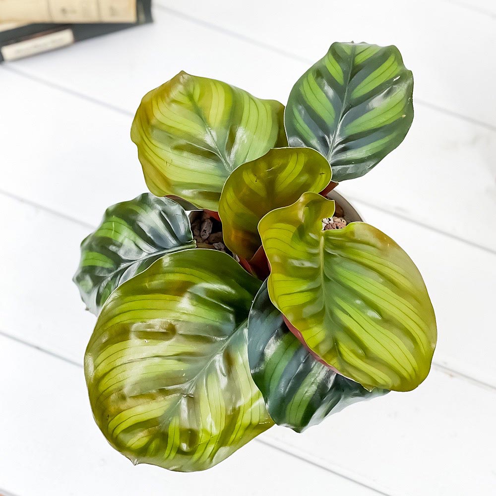 PLANCHU 観葉植物 カラテア ファシアータ 4号鉢 受け皿付き 育て方説明書付き Calathea fasciata