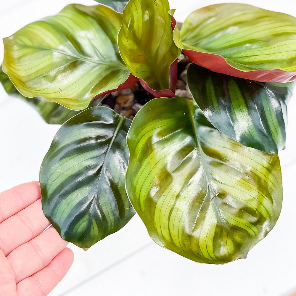 PLANCHU 観葉植物 カラテア ファシアータ 4号鉢 受け皿付き 育て方説明書付き Calathea fasciata