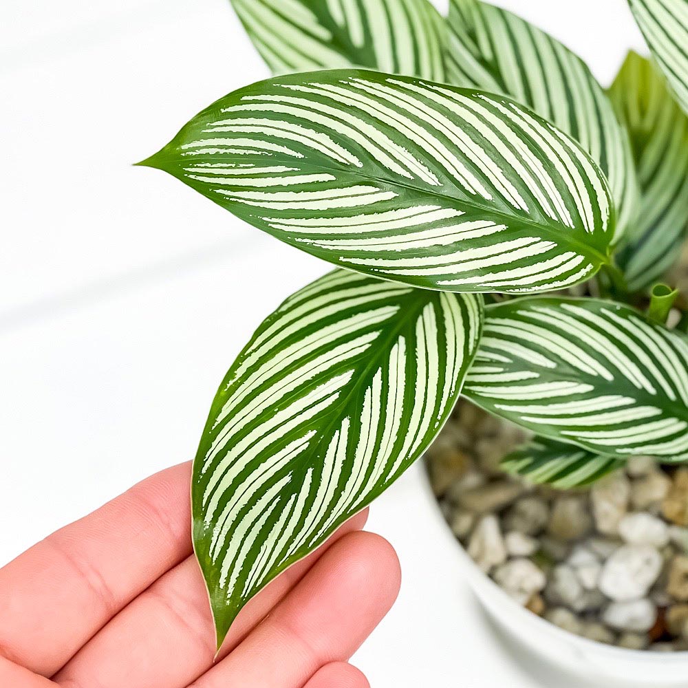 PLANCHU 観葉植物 カラテア ビッタタ 4号鉢 受け皿付き 育て方説明書付き Calathea elliptica ‘Vittata’