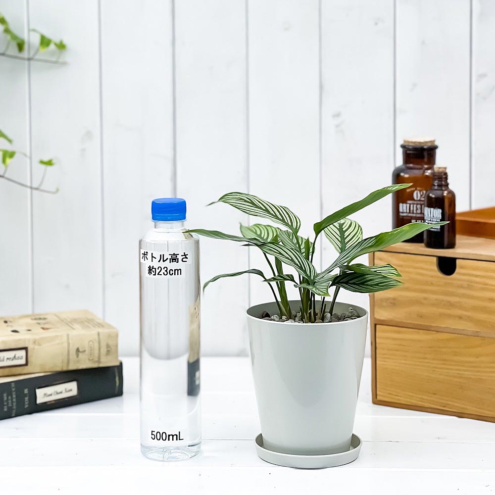 PLANCHU 観葉植物 カラテア ビッタタ 4号鉢 受け皿付き 育て方説明書付き Calathea elliptica ‘Vittata’