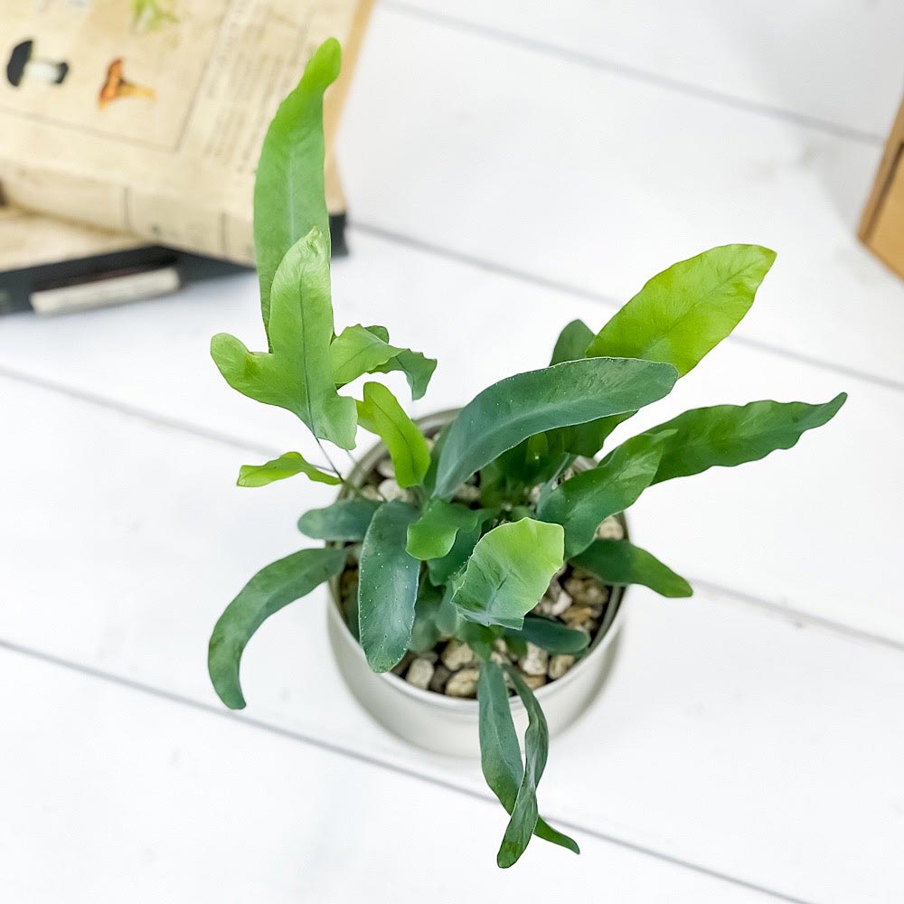 PLANCHU 観葉植物 フレボディウム ブルースター 3.5号鉢 受け皿付き 育て方説明書付き Phlebodium aureum ‘Mandaianum’ シダ植物