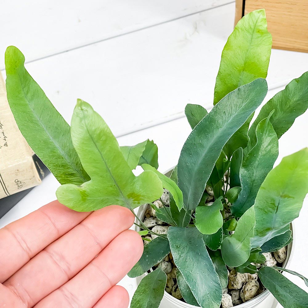 PLANCHU 観葉植物 フレボディウム ブルースター 3.5号鉢 受け皿付き 育て方説明書付き Phlebodium aureum ‘Mandaianum’ シダ植物