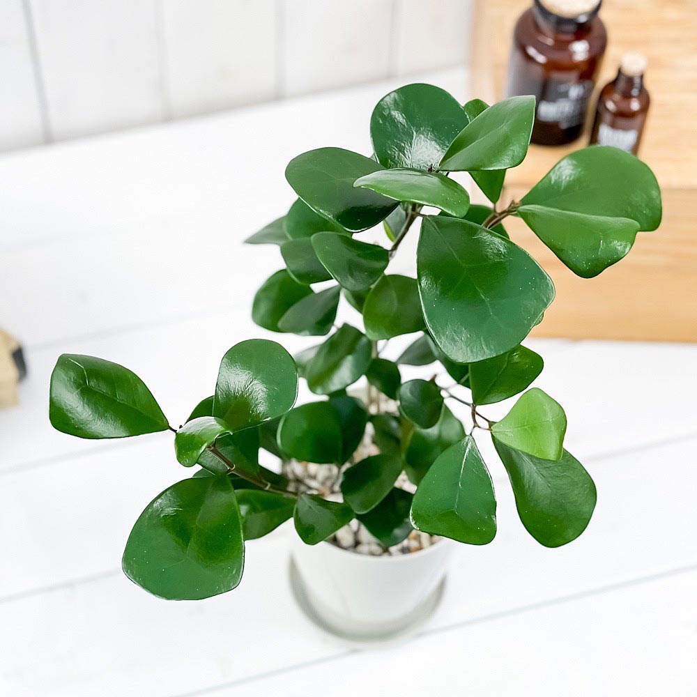 PLANCHU 観葉植物 フィカス トライアンギュラリス 4号鉢 受け皿付き 育て方説明書付き Ficus triangularis ハートの木 ハートボダイジュ ゴムノキ ゴムの木