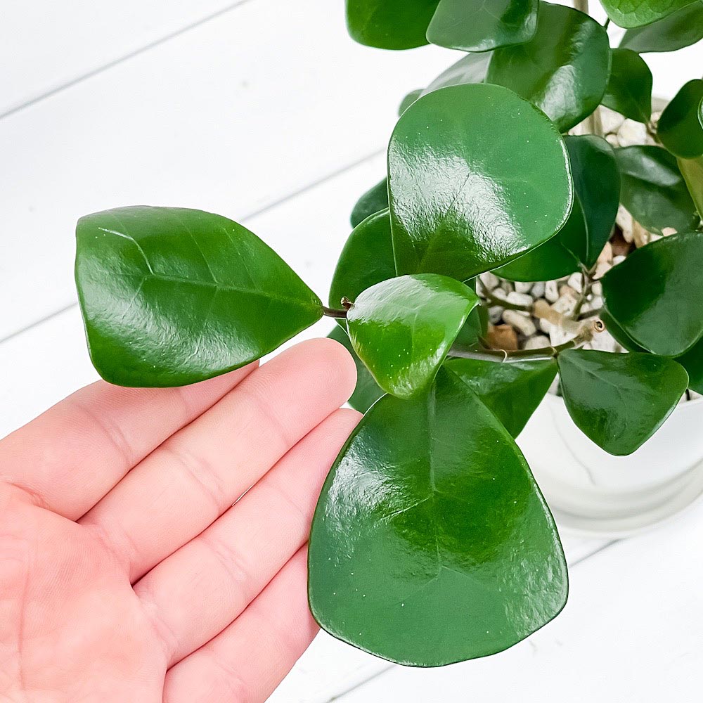 PLANCHU 観葉植物 フィカス トライアンギュラリス 4号鉢 受け皿付き 育て方説明書付き Ficus triangularis ハートの木 ハートボダイジュ ゴムノキ ゴムの木