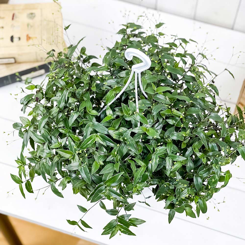 PLANCHU 観葉植物 ブライダルベール 5号吊り鉢 受け皿付き 育て方説明書付き Gibasis pellucida ギバシス ペルキダ 鉢花
