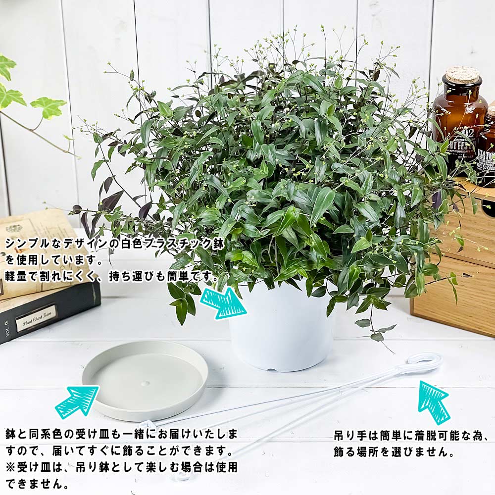 PLANCHU 観葉植物 ブライダルベール 5号吊り鉢 受け皿付き 育て方説明書付き Gibasis pellucida ギバシス ペルキダ 鉢花