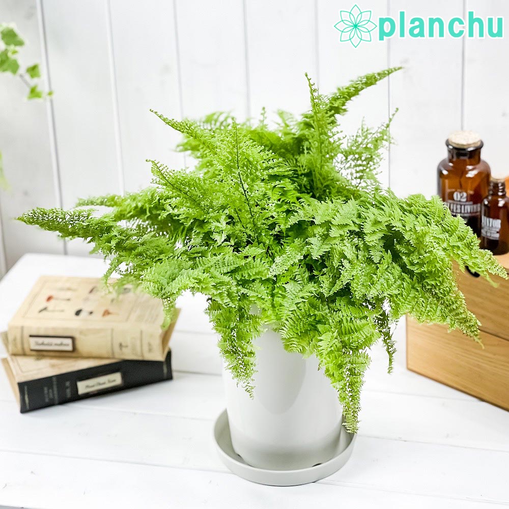 PLANCHU 観葉植物 ネフロレピス スコッチ 6号鉢 受け皿付き 育て方説明