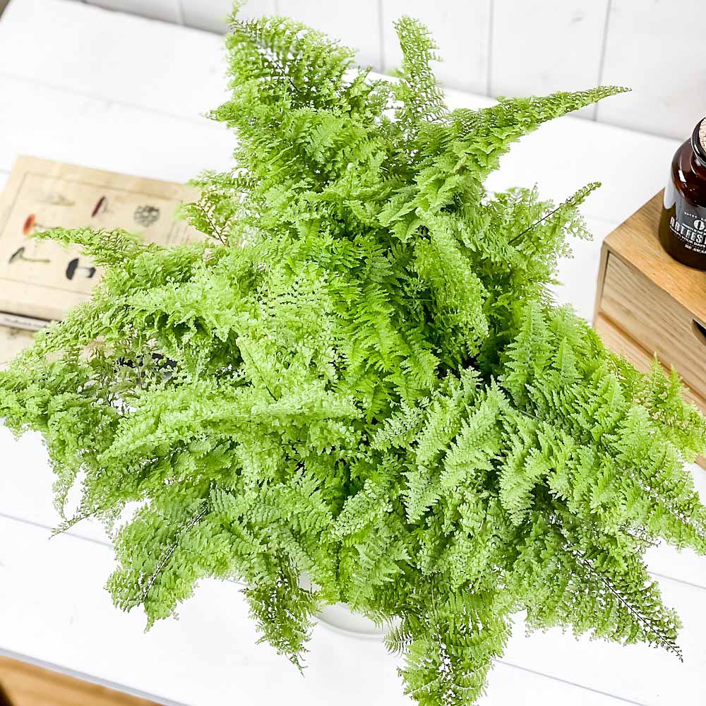 PLANCHU 観葉植物 ネフロレピス スコッチ 6号鉢 受け皿付き 育て方説明書付き Nephrolepis ‘Scottii’ ボストンファーン ボストンファン シダ植物