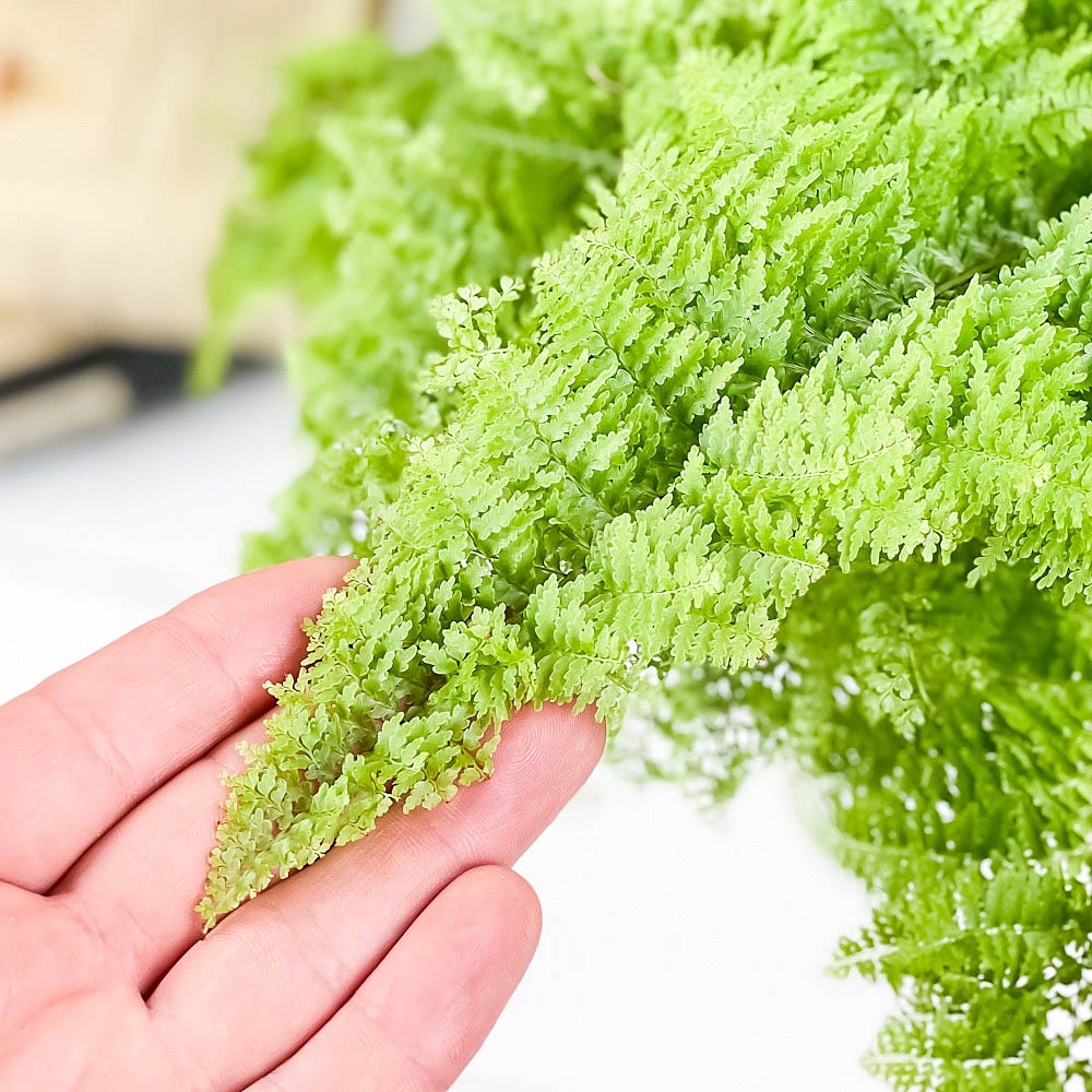PLANCHU 観葉植物 ネフロレピス スコッチ 6号鉢 受け皿付き 育て方説明書付き Nephrolepis ‘Scottii’ ボストンファーン ボストンファン シダ植物