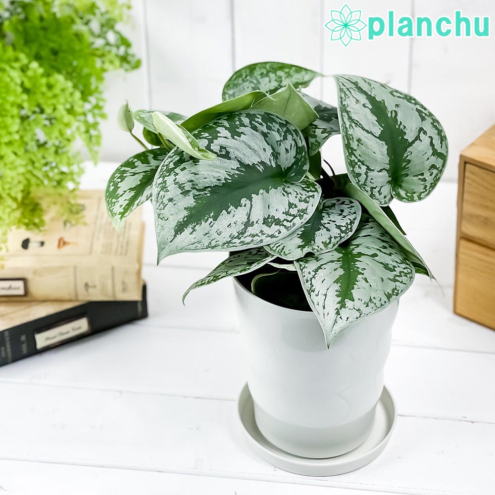 PLANCHU 観葉植物 スキンダプサス トレビー 5号鉢 受け皿付き 育て方