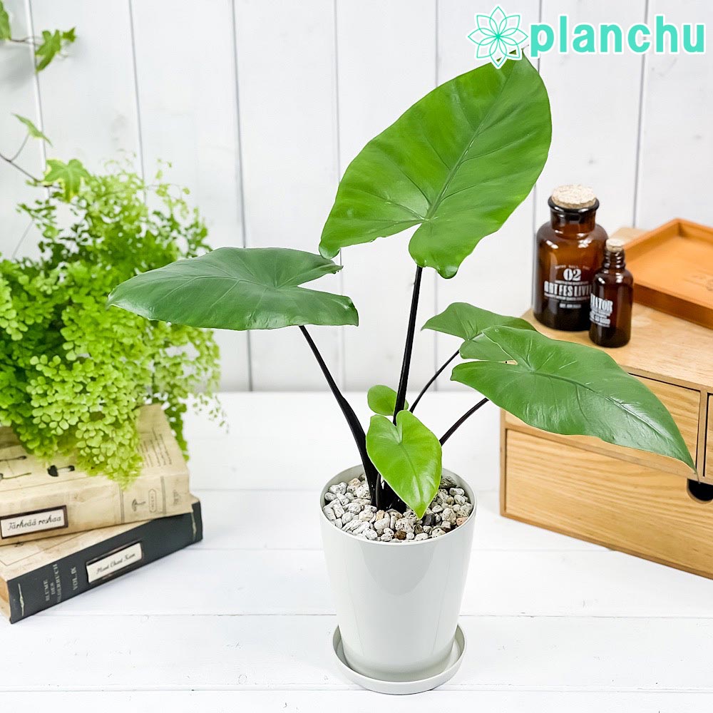 PLANCHU 観葉植物 アロカシア ブラックステム 4号鉢 受け皿付き 育て方