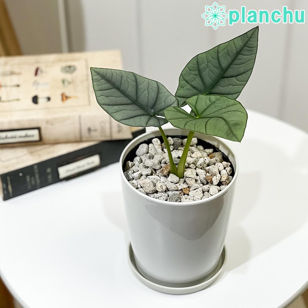 PLANCHU 観葉植物 アロカシア エレーン 4号鉢 受け皿付き 育て方説明書