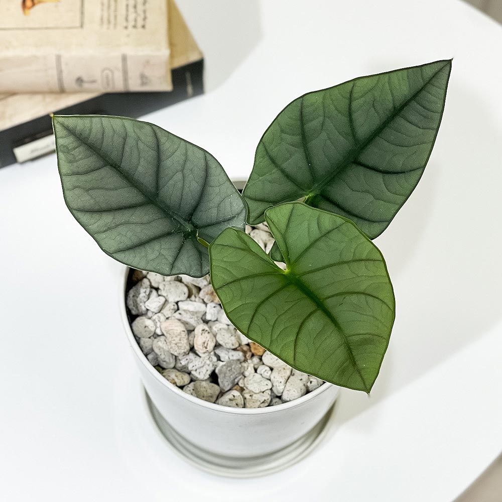 PLANCHU 観葉植物 アロカシア エレーン 4号鉢 受け皿付き 育て方説明書付き Alocasia nebula ‘Elaine’ アロイド