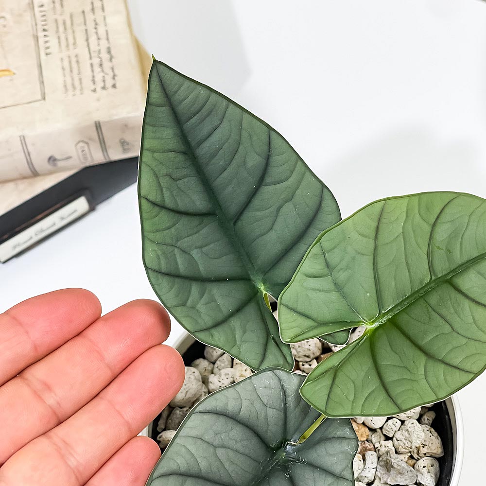 PLANCHU 観葉植物 アロカシア エレーン 4号鉢 受け皿付き 育て方説明書付き Alocasia nebula ‘Elaine’ アロイド