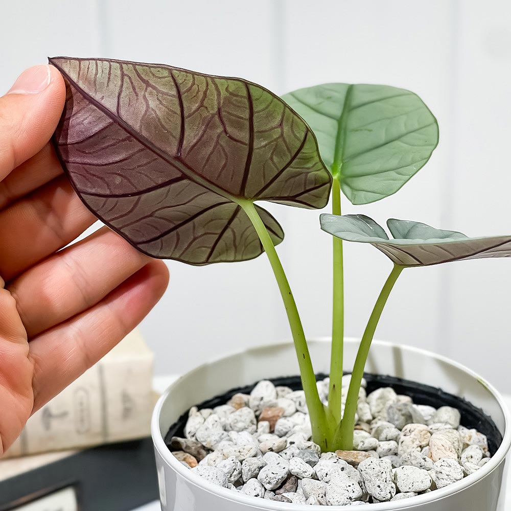 PLANCHU 観葉植物 アロカシア エレーン 4号鉢 受け皿付き 育て方説明書付き Alocasia nebula ‘Elaine’ アロイド