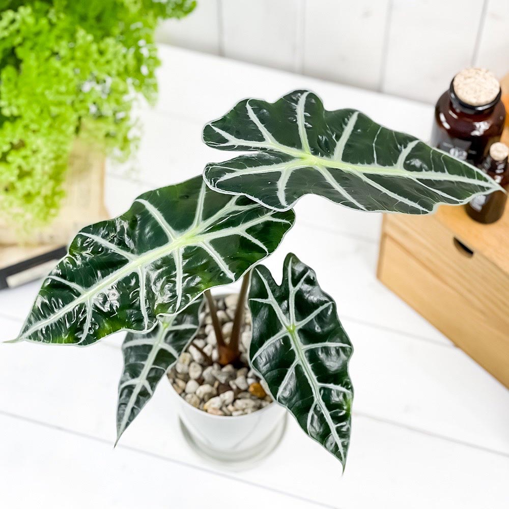 PLANCHU 観葉植物 アロカシア アマゾニカ ポリー 4号鉢 受け皿付き 育て方説明書付き Alocasia × amazonica ‘Polly’ アロイド