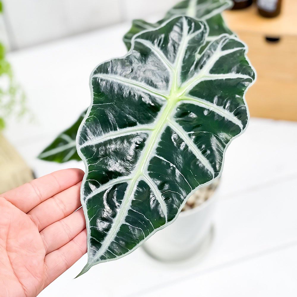 PLANCHU 観葉植物 アロカシア アマゾニカ ポリー 4号鉢 受け皿付き 育て方説明書付き Alocasia × amazonica ‘Polly’ アロイド