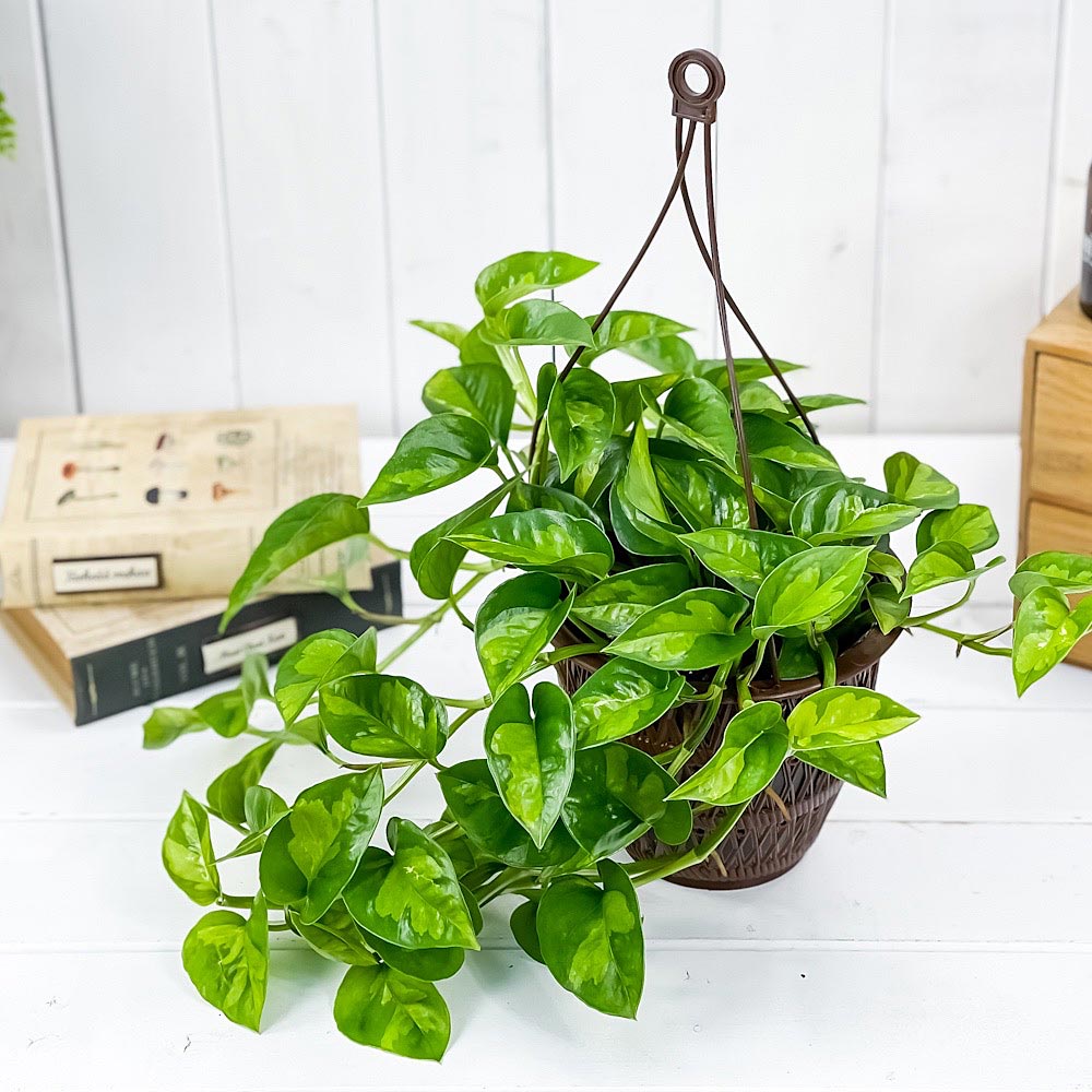 PLANCHU 観葉植物 ポトス グローバルグリーン 5号吊り鉢 育て方説明書付き PVP Epipremnum aureum ‘Global Green’ エピプレムナム アロイド