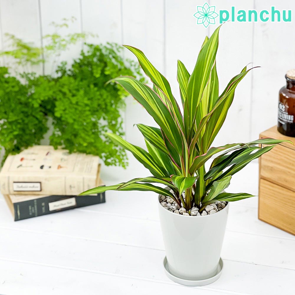 PLANCHU 観葉植物 コルディリネ クリスタル 4号鉢 受け皿付き 育て方