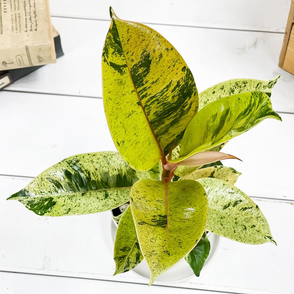 PLANCHU 観葉植物 フィカス ジン 3.5号鉢 受け皿付き 育て方説明書付き Ficus elastica ‘Gin’ 斑入り
