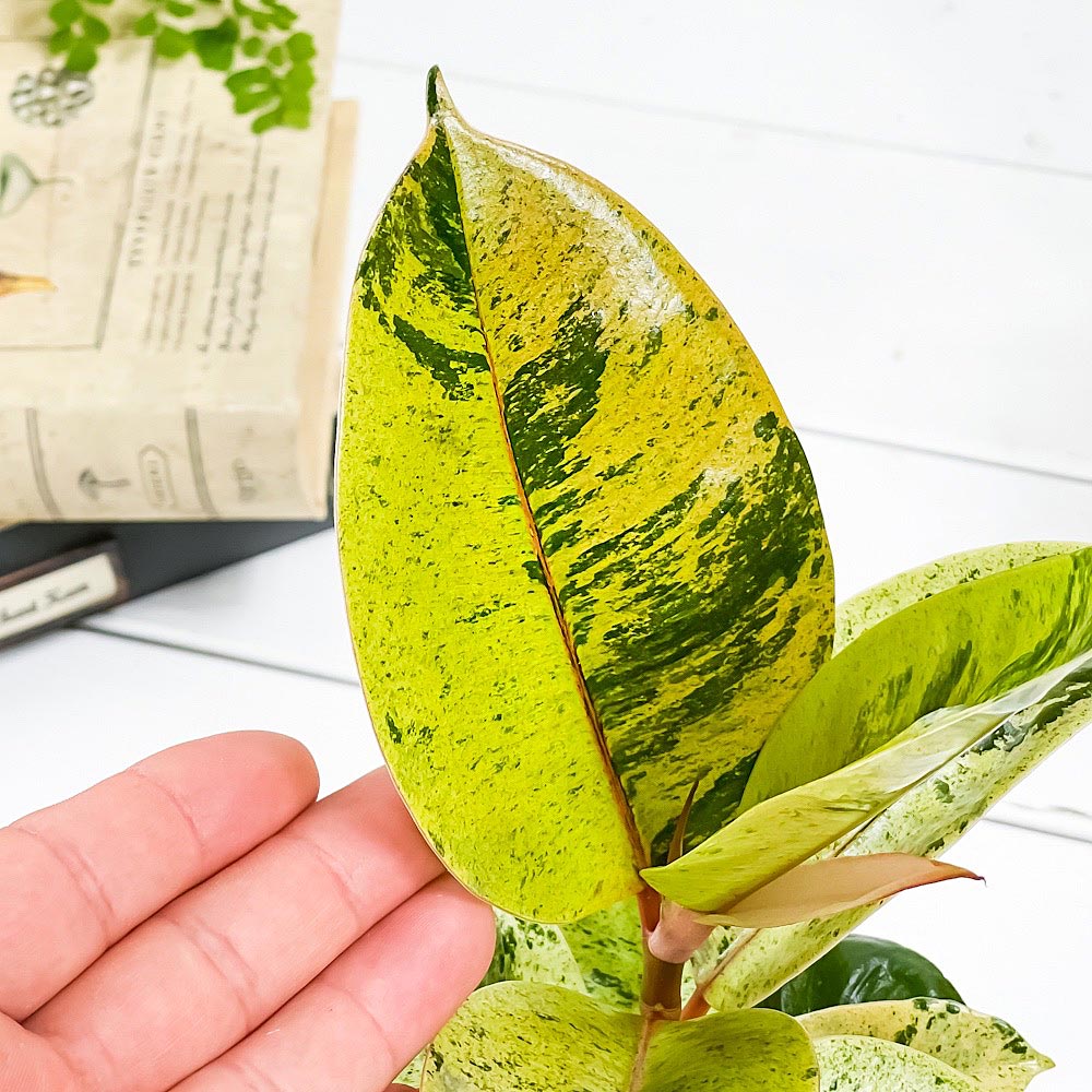 PLANCHU 観葉植物 フィカス ジン 3.5号鉢 受け皿付き 育て方説明書付き Ficus elastica ‘Gin’ 斑入り