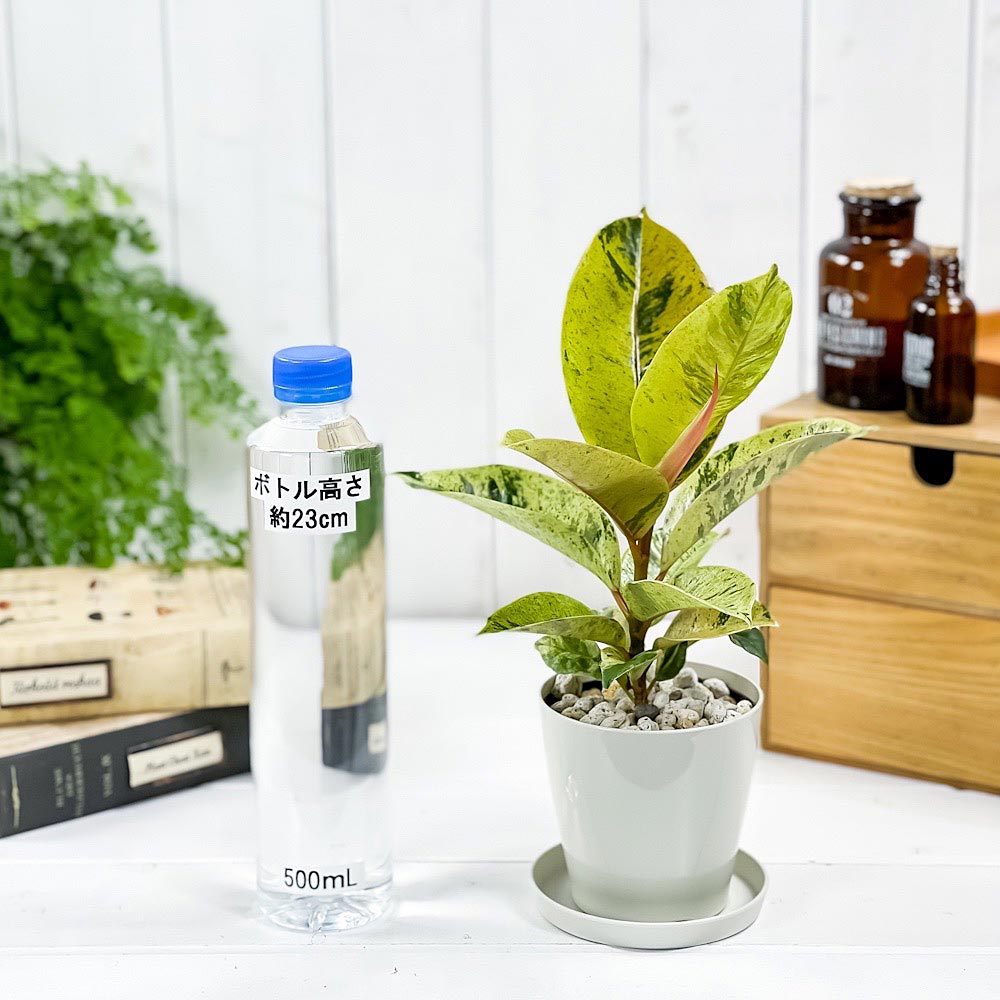 PLANCHU 観葉植物 フィカス ジン 3.5号鉢 受け皿付き 育て方説明書付き Ficus elastica ‘Gin’ 斑入り