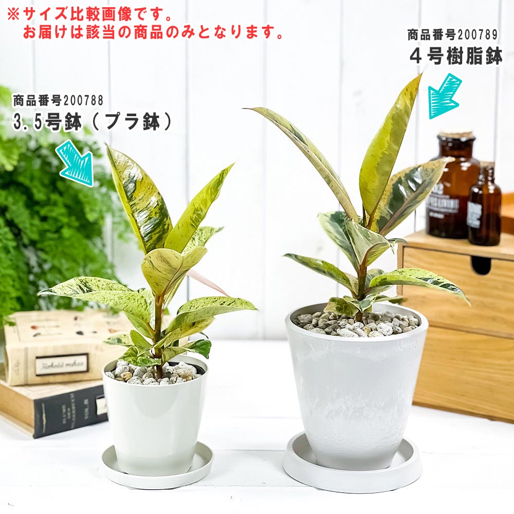 PLANCHU 観葉植物 フィカス ジン 3.5号鉢 受け皿付き 育て方説明書付き Ficus elastica ‘Gin’ 斑入り