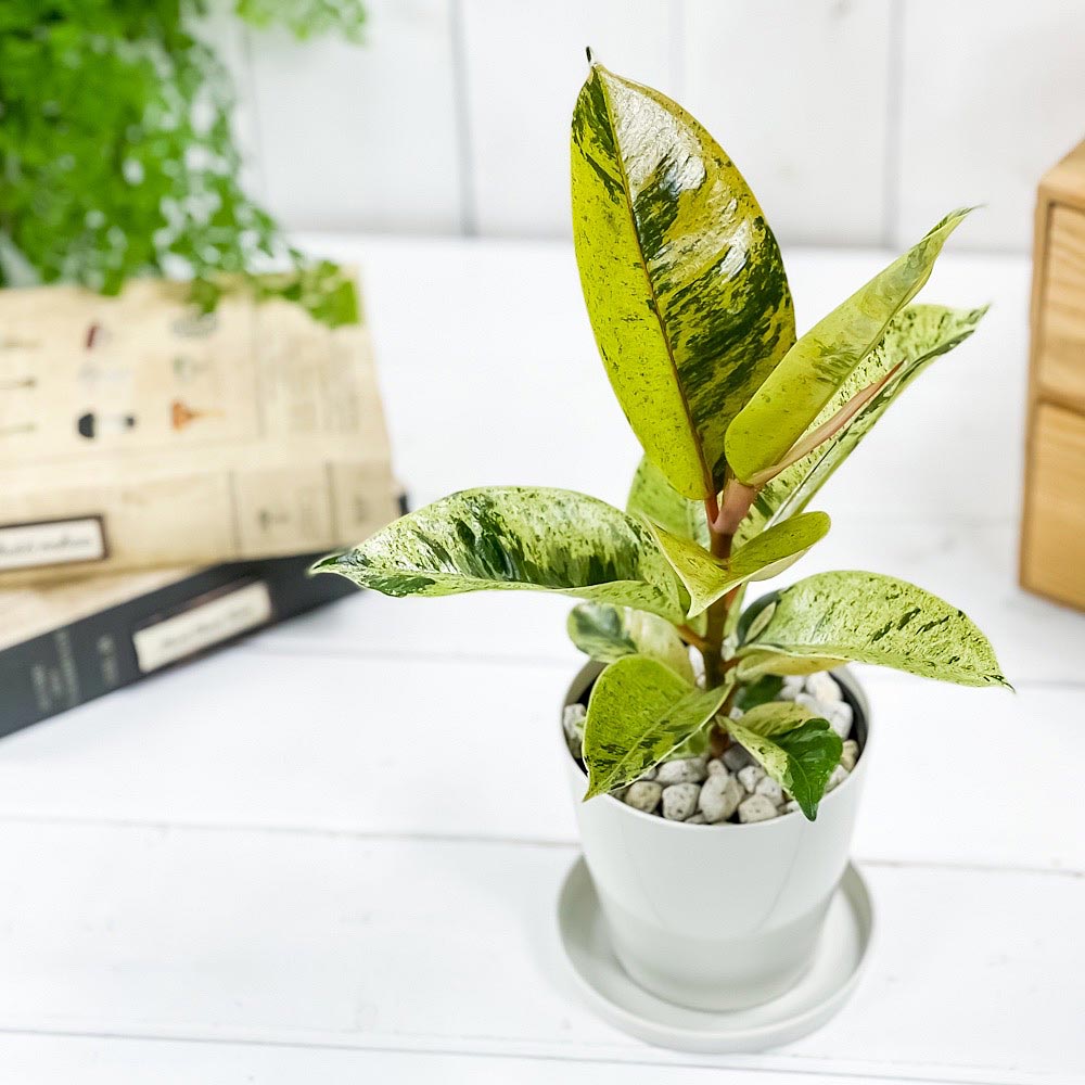PLANCHU 観葉植物 フィカス ジン 3.5号鉢 受け皿付き 育て方説明書付き Ficus elastica ‘Gin’ 斑入り