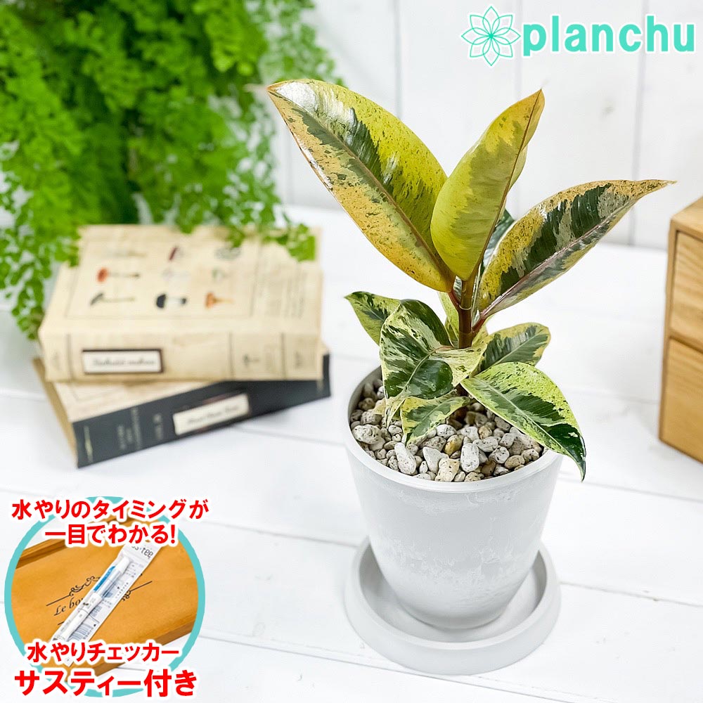 PLANCHU 観葉植物 フィカス ジン 4号樹脂鉢 ホワイト サスティー付き 受け皿付き 育て方説明書付き Ficus elastica ‘Gin’ 斑入り