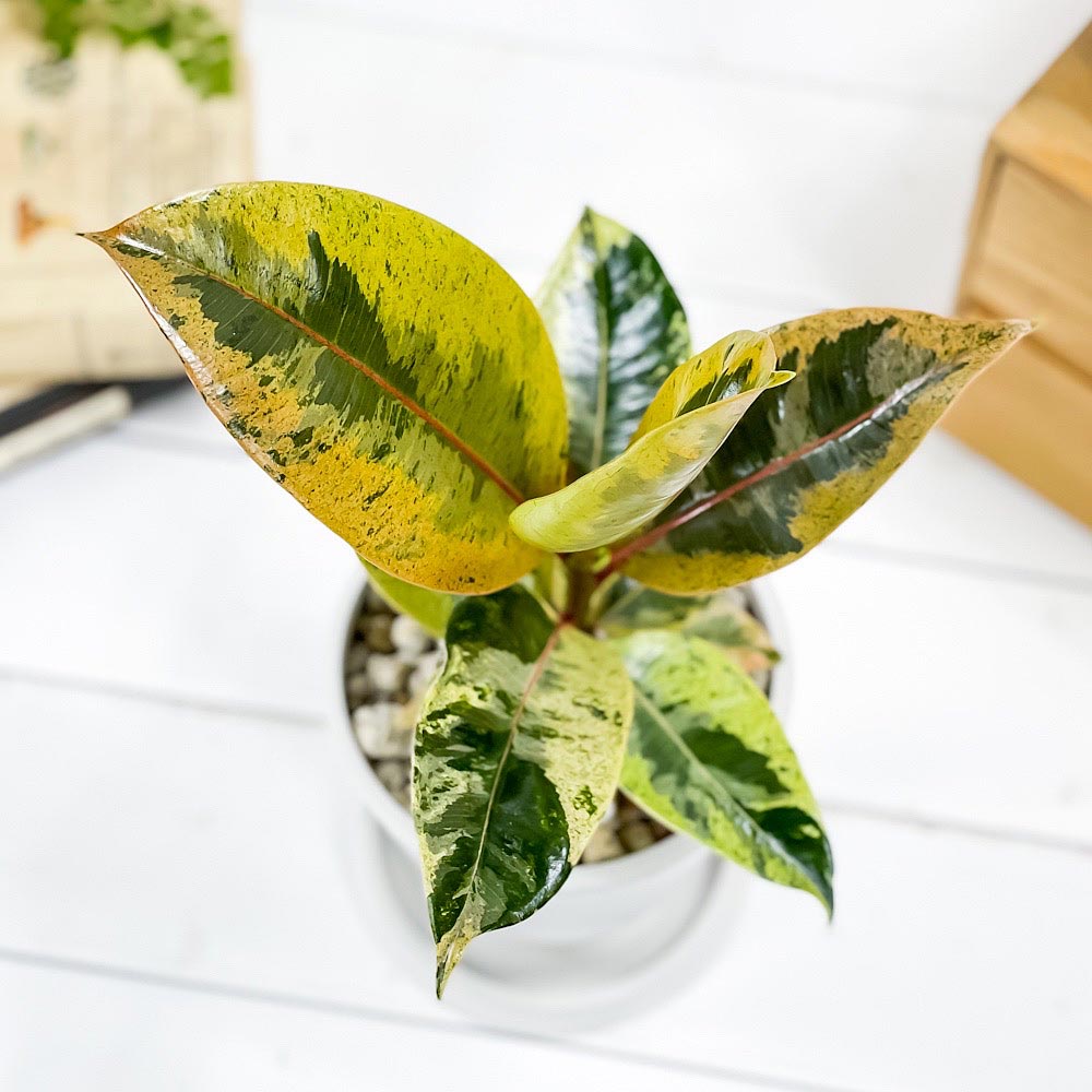 PLANCHU 観葉植物 フィカス ジン 4号樹脂鉢 ホワイト サスティー付き 受け皿付き 育て方説明書付き Ficus elastica ‘Gin’ 斑入り