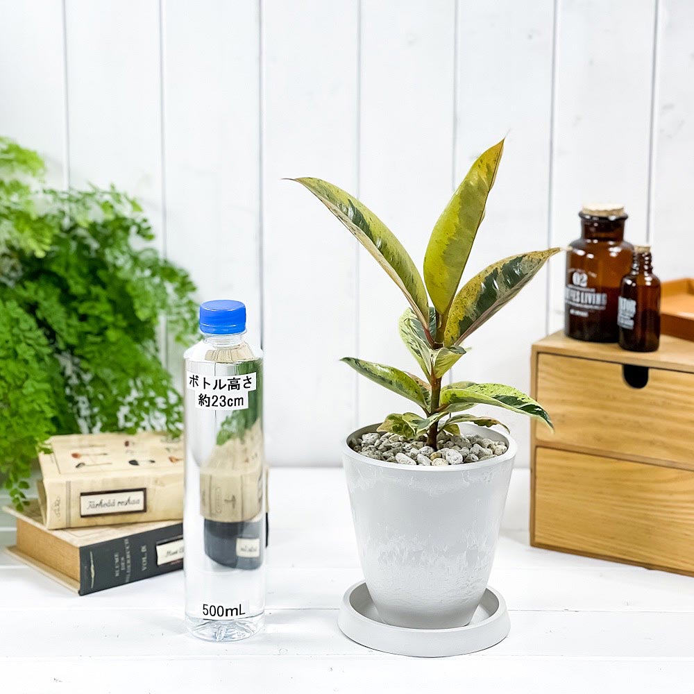 PLANCHU 観葉植物 フィカス ジン 4号樹脂鉢 ホワイト サスティー付き 受け皿付き 育て方説明書付き Ficus elastica ‘Gin’ 斑入り