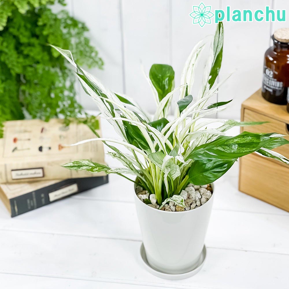 PLANCHU 観葉植物 スパティフィラム ワリシー バリエガータ 4号鉢 受け皿付き 育て方説明書付き Spathiphyllum wallisii ‘Variegata’ 斑入り アロイド