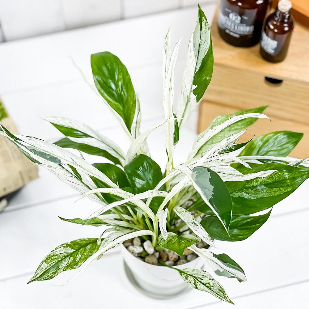PLANCHU 観葉植物 スパティフィラム ワリシー バリエガータ 4号鉢 受け皿付き 育て方説明書付き Spathiphyllum wallisii ‘Variegata’ 斑入り アロイド