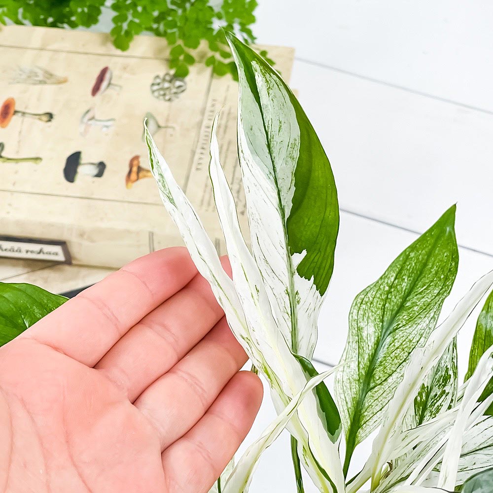 PLANCHU 観葉植物 スパティフィラム ワリシー バリエガータ 4号鉢 受け皿付き 育て方説明書付き Spathiphyllum wallisii ‘Variegata’ 斑入り アロイド