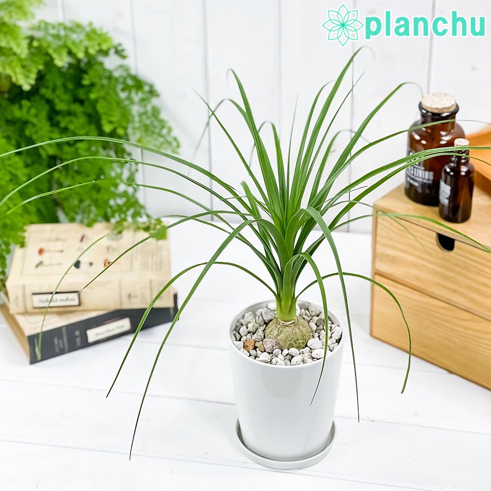 PLANCHU 観葉植物 ボーカルネア レクルバータ 4号鉢 受け皿付き 育て方説明書付き Beaucarnea recurvata トックリラン ノリナ ポニーテール