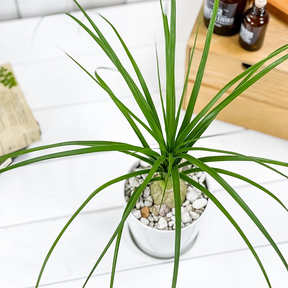PLANCHU 観葉植物 ボーカルネア レクルバータ 4号鉢 受け皿付き 育て方説明書付き Beaucarnea recurvata トックリラン ノリナ ポニーテール