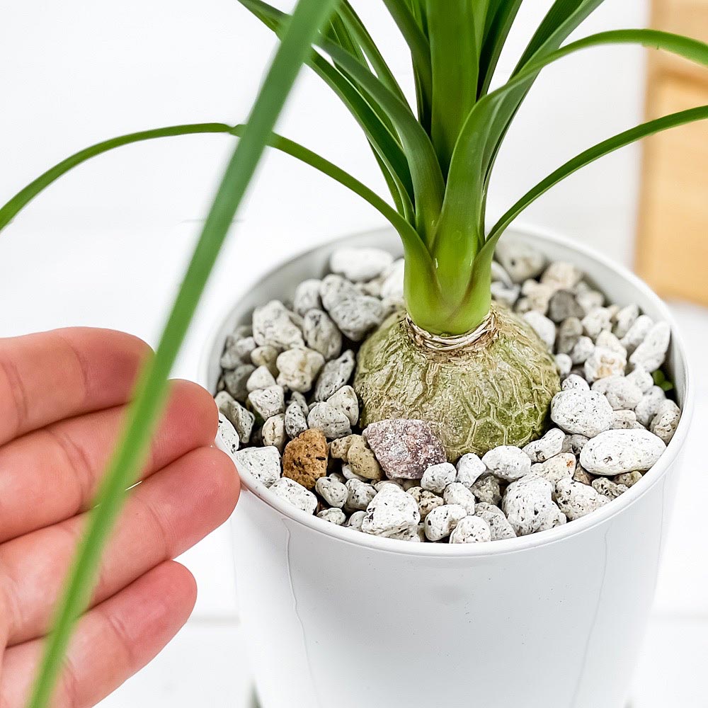 PLANCHU 観葉植物 ボーカルネア レクルバータ 4号鉢 受け皿付き 育て方説明書付き Beaucarnea recurvata トックリラン ノリナ ポニーテール