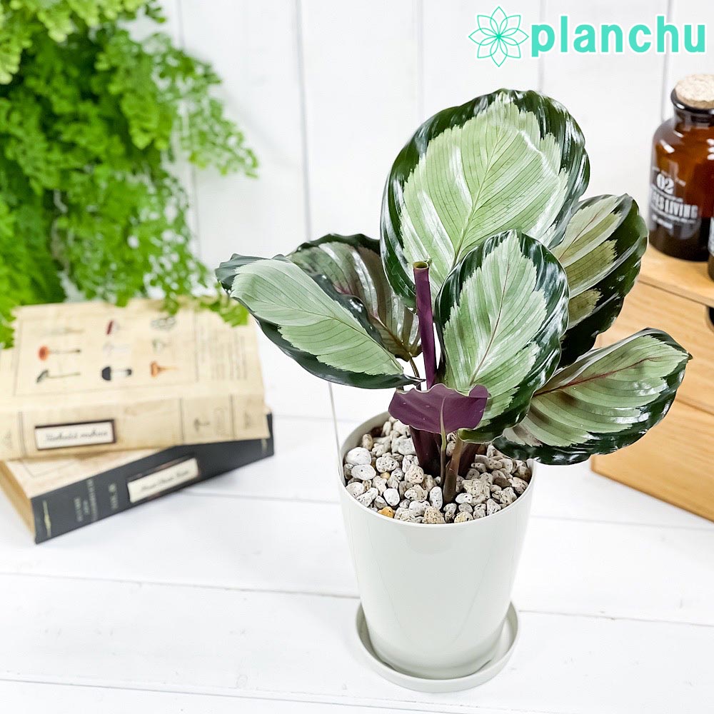 PLANCHU 観葉植物 カラテア ノーザンライト 4号鉢 受け皿付き 育て方説明書付き Calathea ‘Northern lights’
