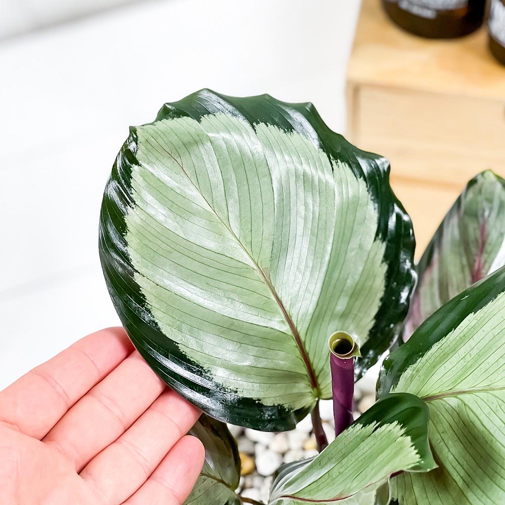 PLANCHU 観葉植物 カラテア ノーザンライト 4号鉢 受け皿付き 育て方説明書付き Calathea ‘Northern lights’