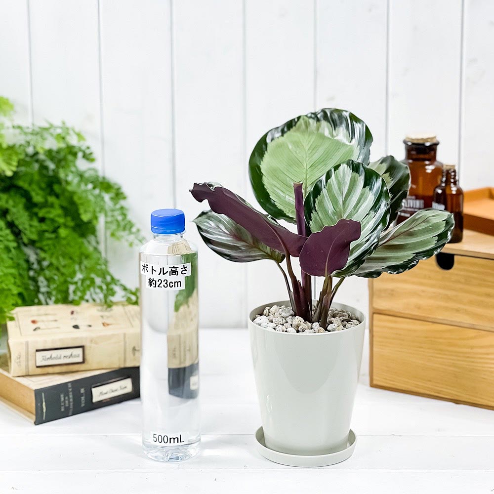 PLANCHU 観葉植物 カラテア ノーザンライト 4号鉢 受け皿付き 育て方説明書付き Calathea ‘Northern lights’