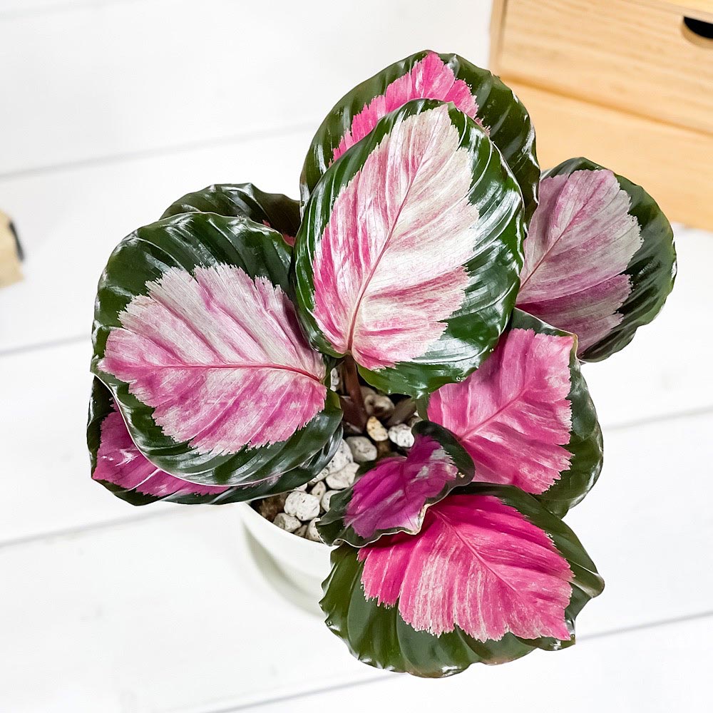 PLANCHU 観葉植物 カラテア ロージー 4号鉢 受け皿付き 育て方説明書付き Calathea roseopicta ‘Rosy’