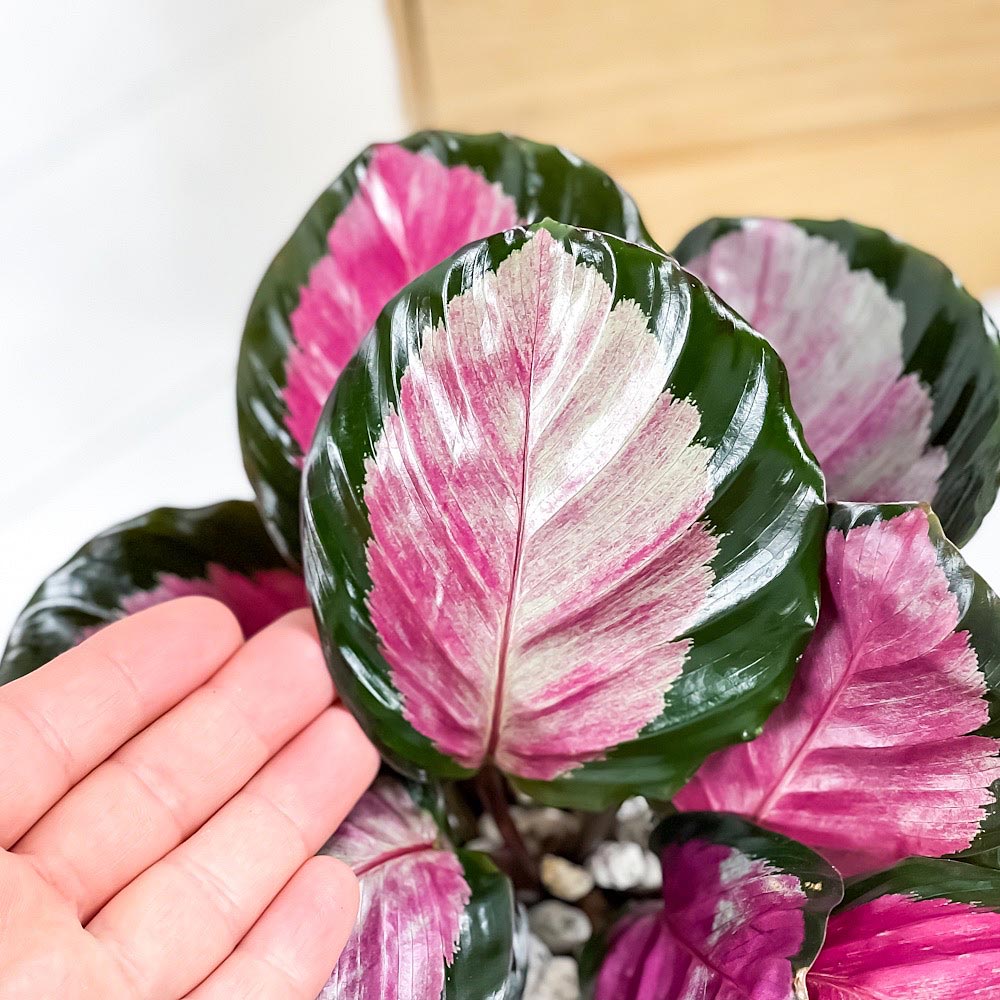 PLANCHU 観葉植物 カラテア ロージー 4号鉢 受け皿付き 育て方説明書付き Calathea roseopicta ‘Rosy’