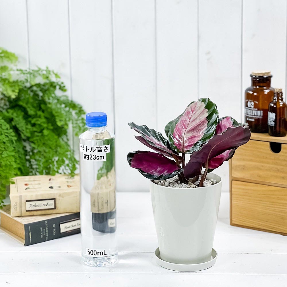 PLANCHU 観葉植物 カラテア ロージー 4号鉢 受け皿付き 育て方説明書付き Calathea roseopicta ‘Rosy’