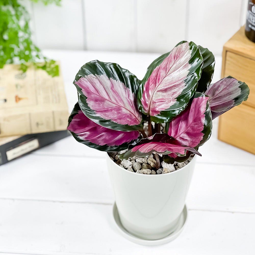 PLANCHU 観葉植物 カラテア ロージー 4号鉢 受け皿付き 育て方説明書付き Calathea roseopicta ‘Rosy’