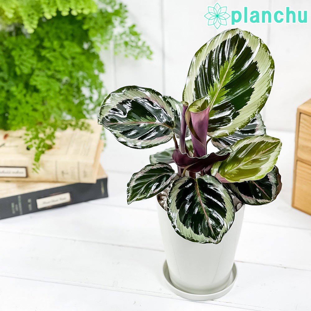 PLANCHU 観葉植物 カラテア シャインスター 4号鉢 受け皿付き 育て方説明書付き Calathea ‘Shine Star’