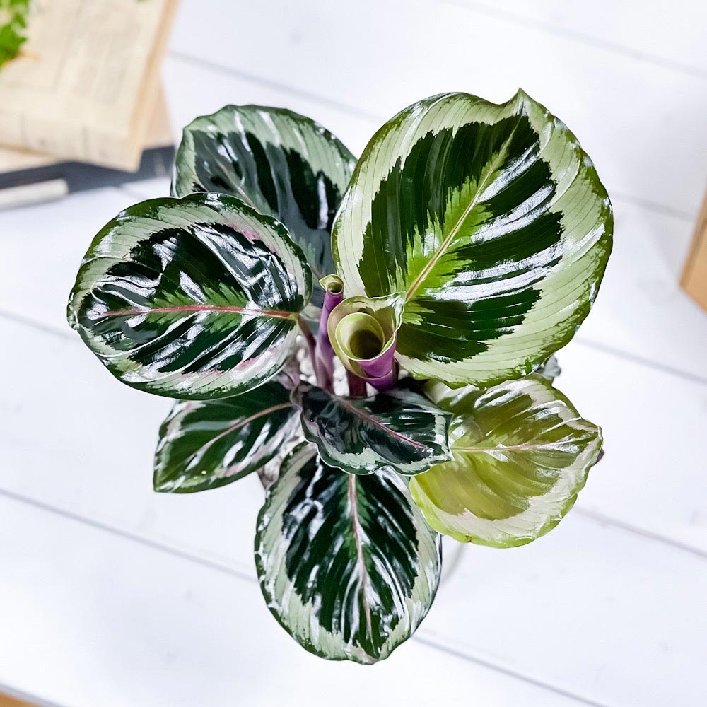 PLANCHU 観葉植物 カラテア シャインスター 4号鉢 受け皿付き 育て方説明書付き Calathea ‘Shine Star’