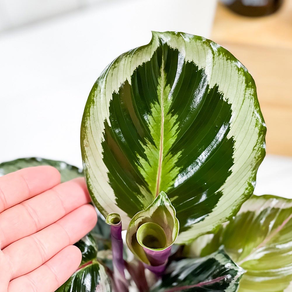 PLANCHU 観葉植物 カラテア シャインスター 4号鉢 受け皿付き 育て方説明書付き Calathea ‘Shine Star’