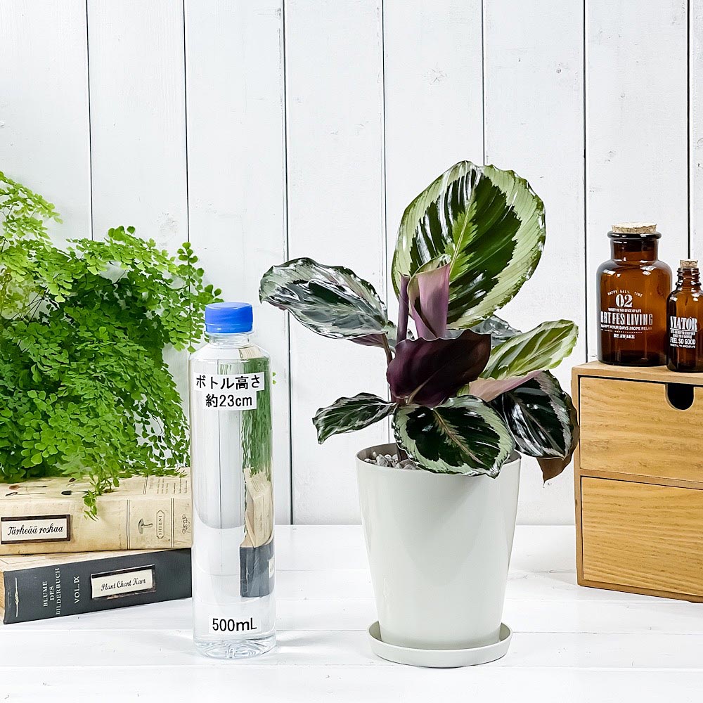 PLANCHU 観葉植物 カラテア シャインスター 4号鉢 受け皿付き 育て方説明書付き Calathea ‘Shine Star’